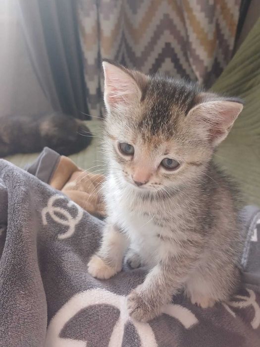 Отдам котят, кошку