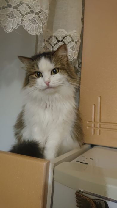 Кошечка  лапочка