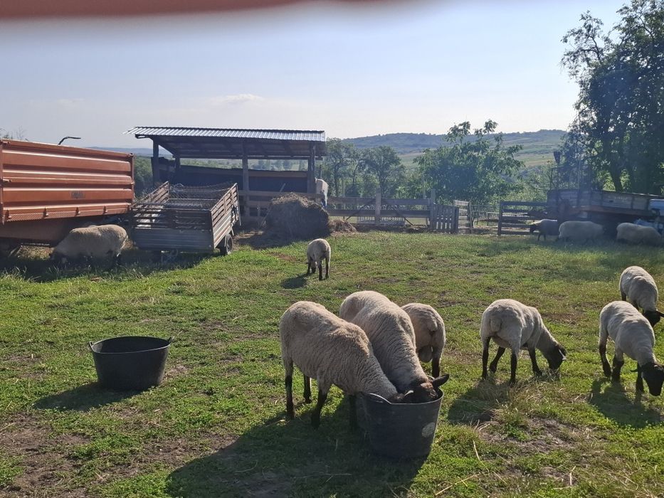 Vând oi sufolk metiș