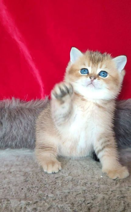 Британская золотая шиншилла девочка чисто