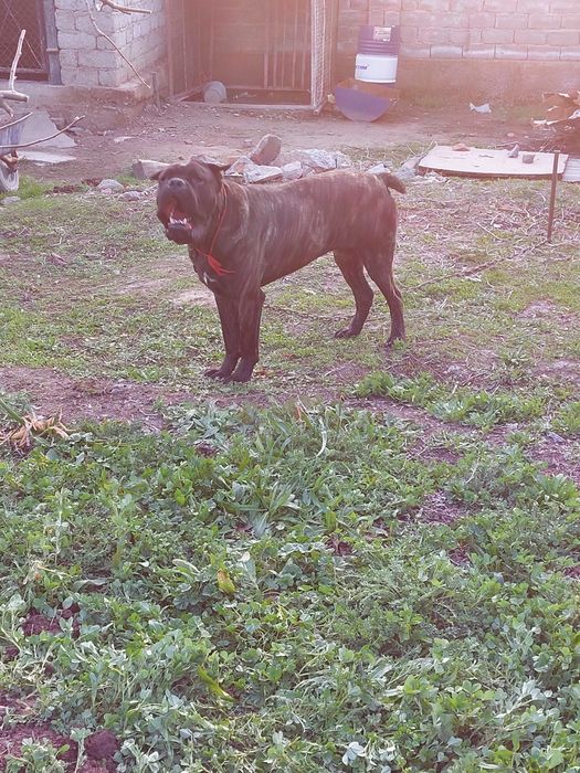 Ит сатылады.Рабат.