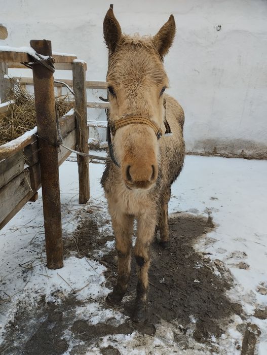 Продам жабағы на откорме