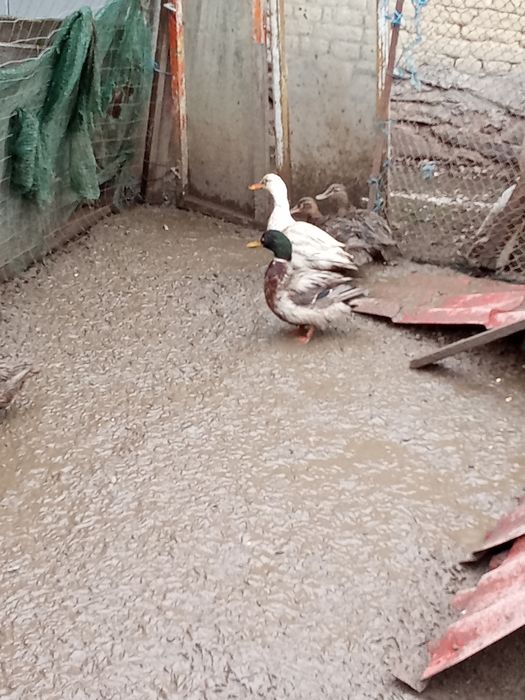 O rată Rouen și rate salbatice