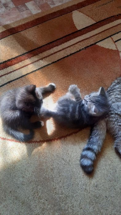 Продам шотландских котят