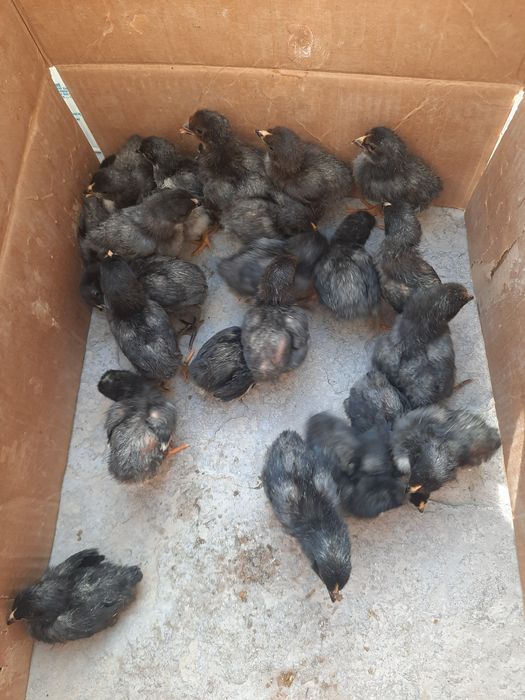 Андижон кора товук брама жерс Жужалари сотилади