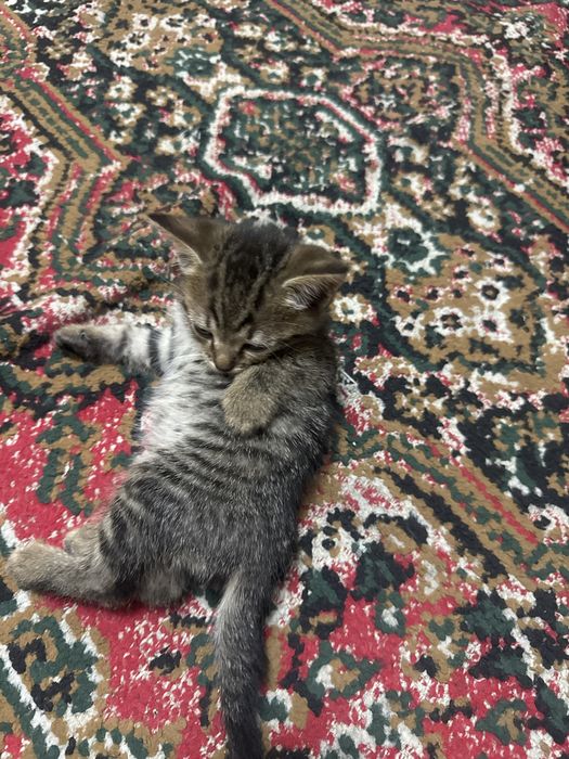 Отдам котенка мальчика