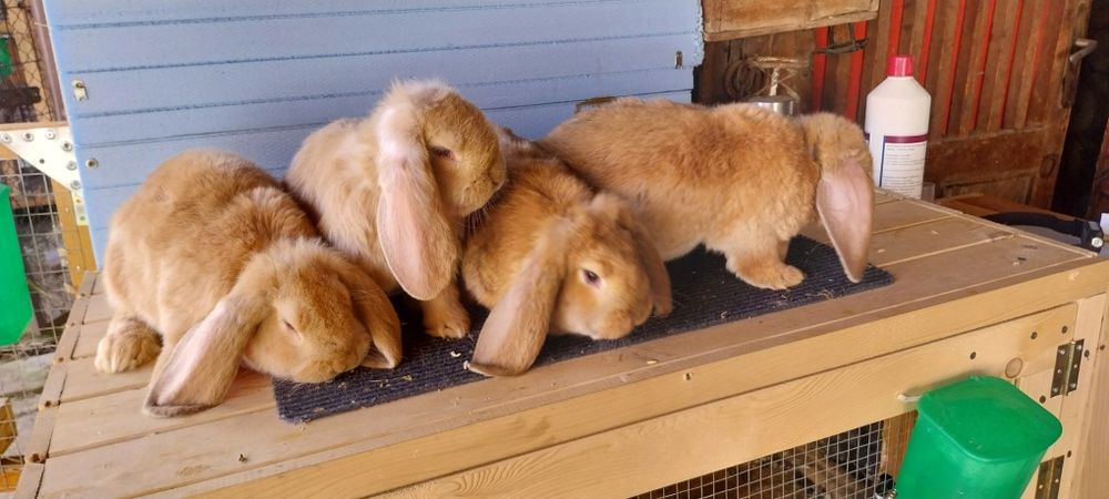 Френски кочоват заек зайци