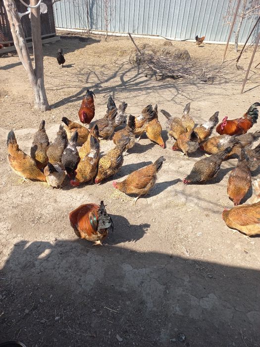 Продам инкубационные яйца