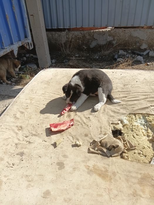 Щеночки в самые добрые руки