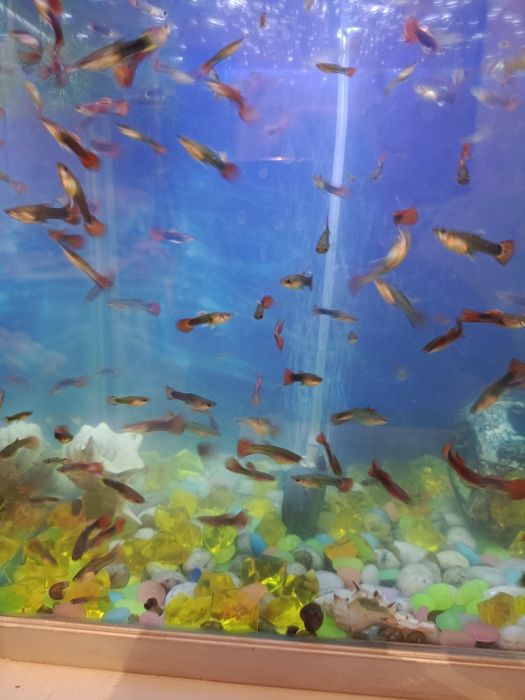 Продаю срочно аквариумные рыбки