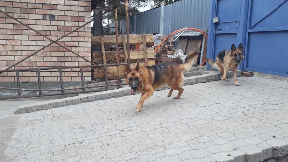 Немецкая овчарка