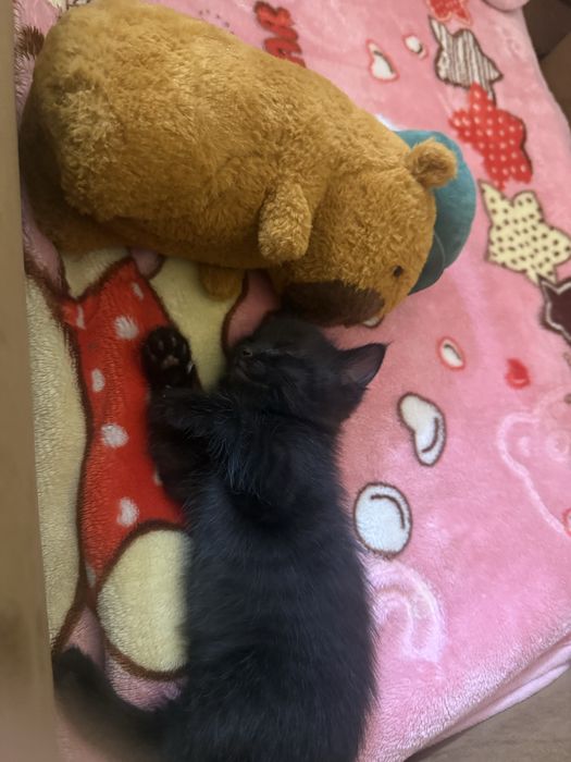 Котёнок маленький