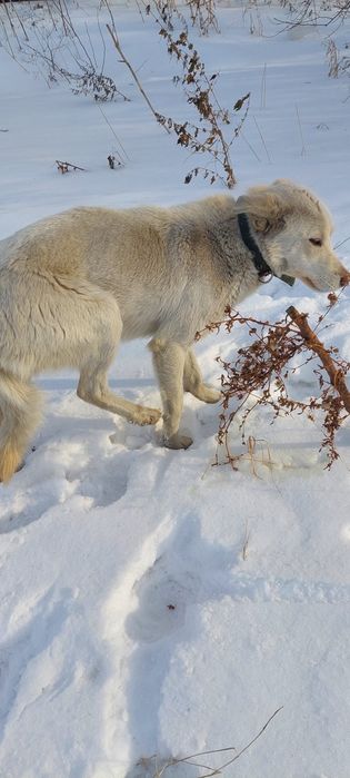 Кто потерял собак?