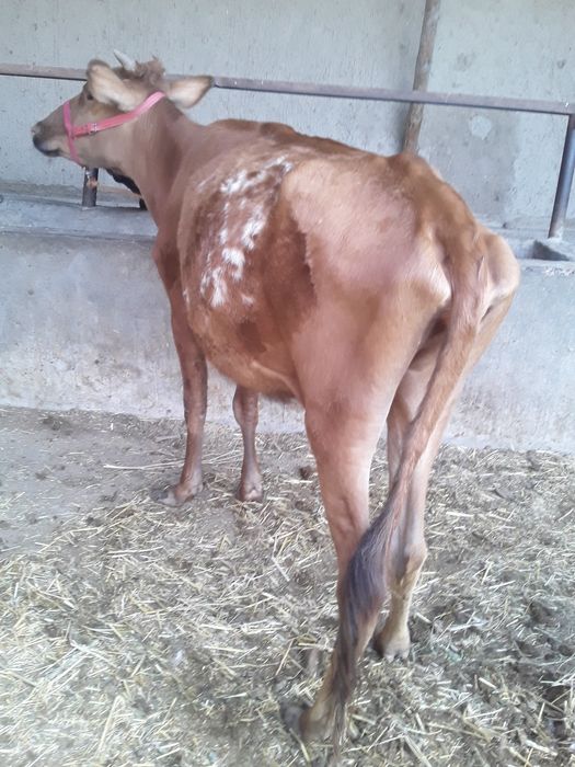 5..Oylik Bug‘oz Sigir Sotiladi. Buxoro Jondor