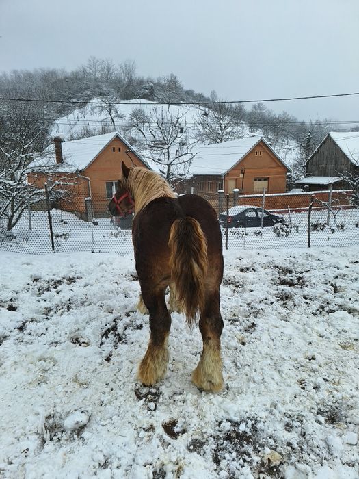 Armăsarii Ardenezii pentru reproductie