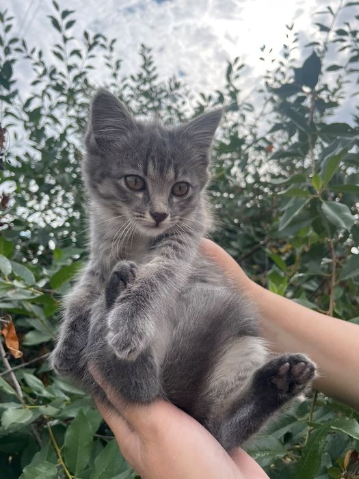 Отдам в хорошие руки 2 котят