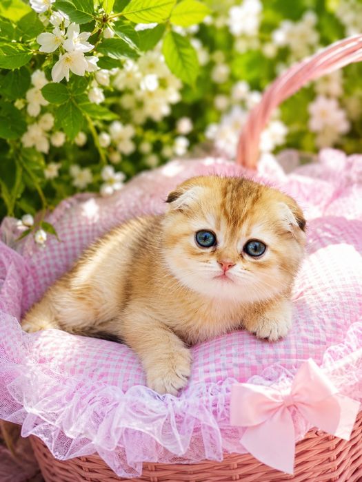 Шотландские котята золотая шиншилла