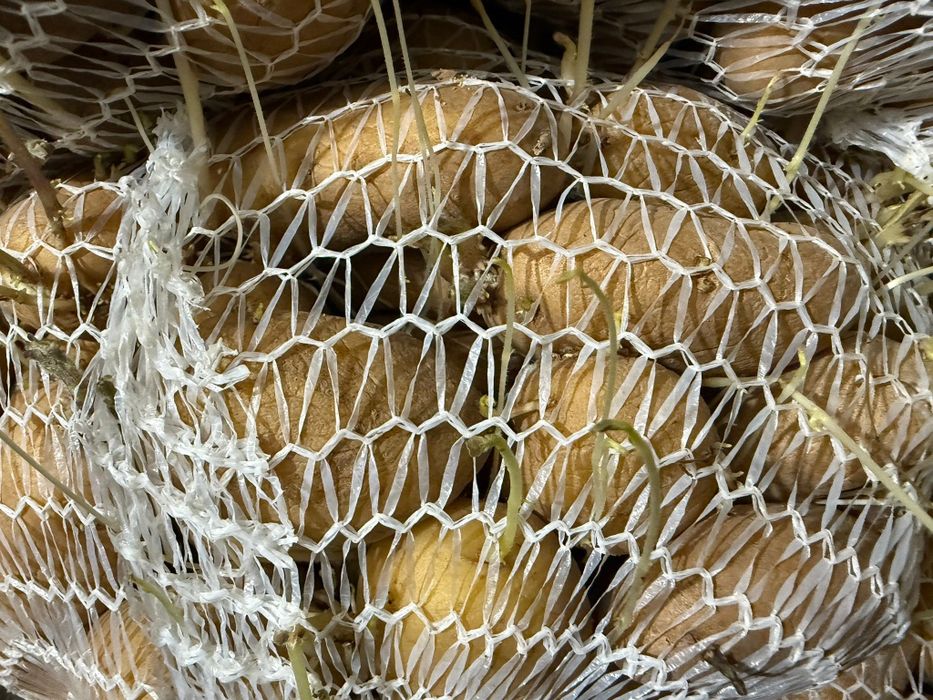 Cartofi samanta sunshine