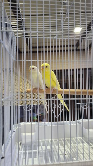 Albinos Totiqushlar sotiladi