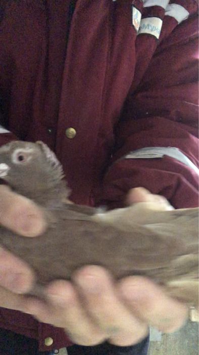 Продажа старопородные игровые