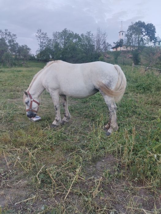 De vânzare doua iepe
