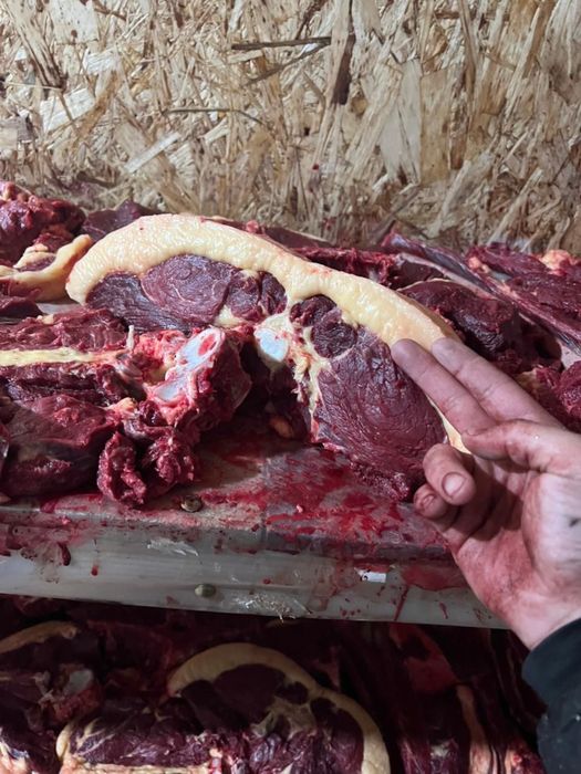 Продам байтал сирақтап