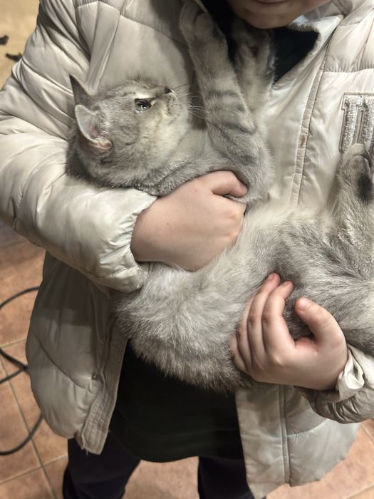 Toza shinshilla mushugi