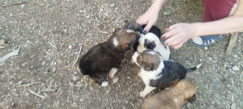 Отдам в хорошие руки щенков