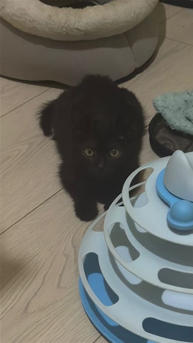 Черный котенок бесплатно