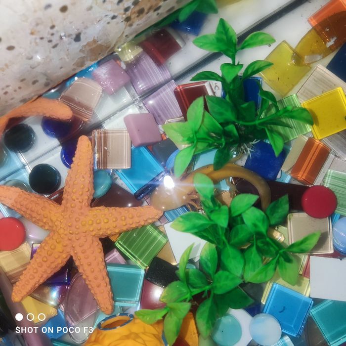 Продам аксолотль