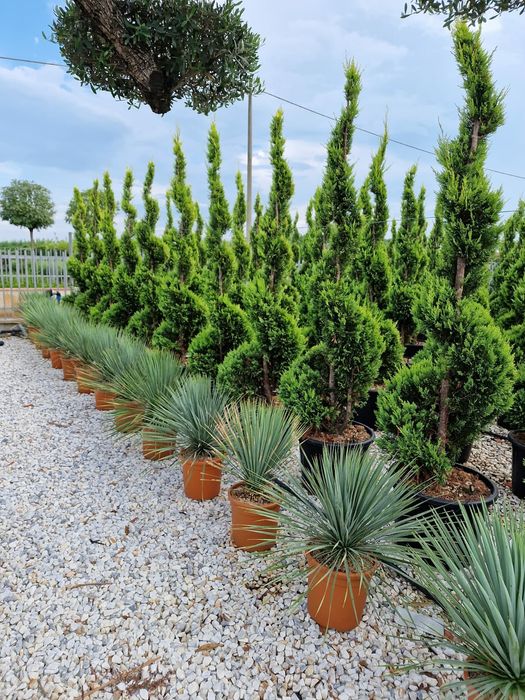 Tuia spirală 2m plus