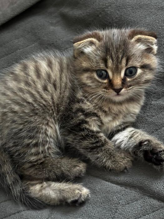 Кошечка,вислоухая