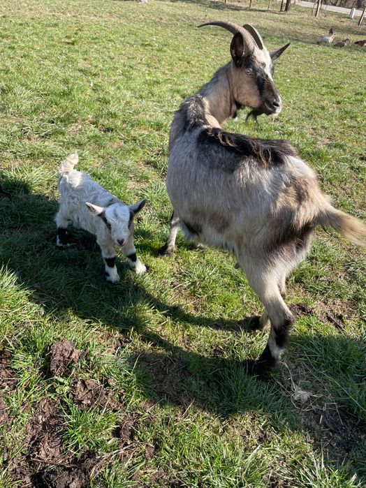 Vindem capre cu iezi