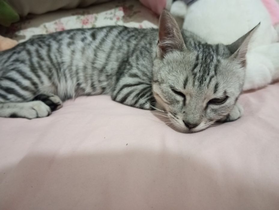 Отдам котенка в добрые руки