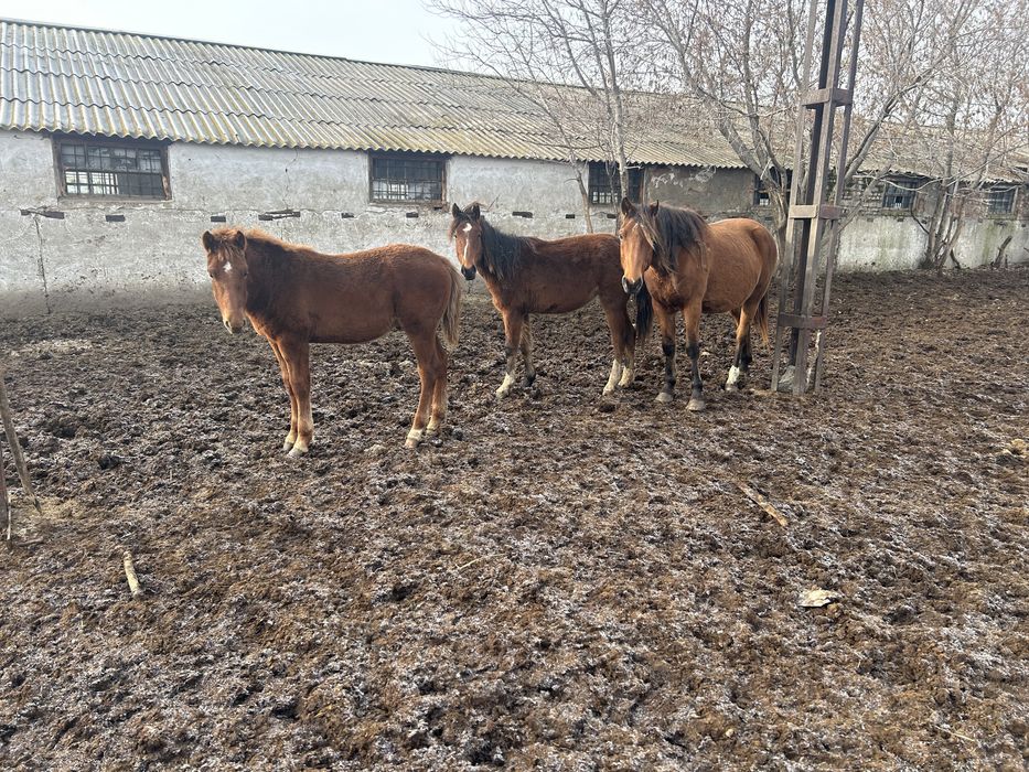 Продам Кобылу с жеребенком