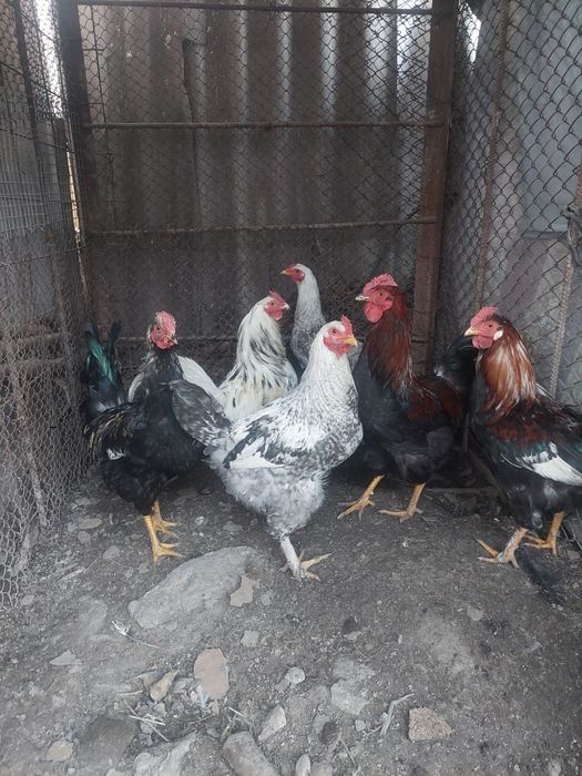 Продам молодых петухов