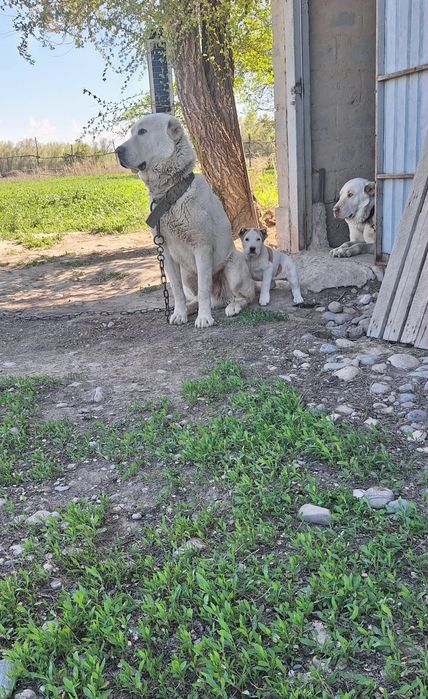 Алабай күшік Алабай щенок