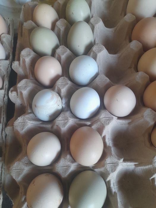 Oua fara colesterol oua de consum de casa de gaina bio organice