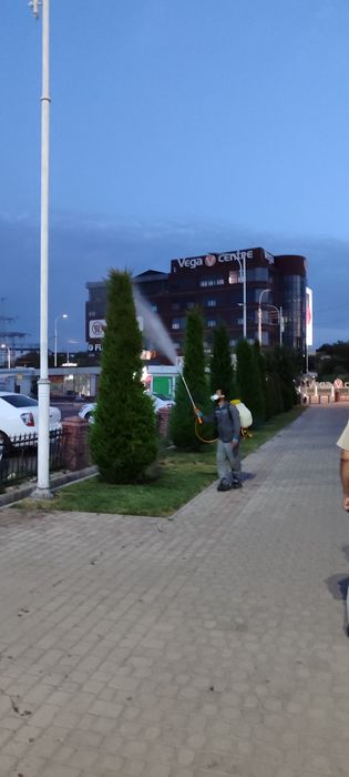 Дарахтларни дорилаш хизмати дезинфекция деревия