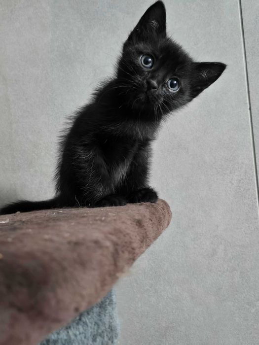 Котята защитники