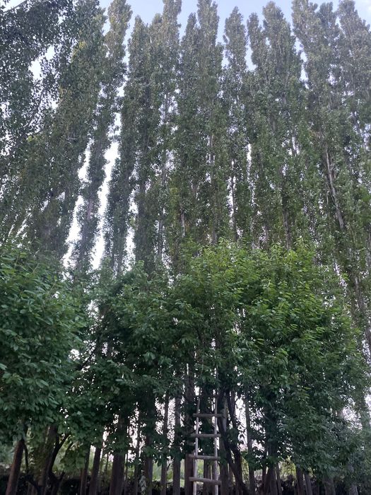 Trees for money paid