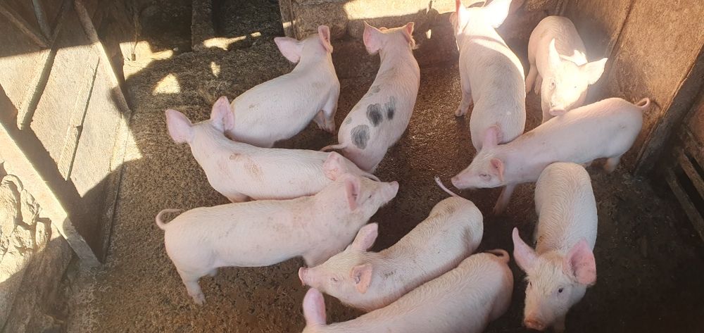 Продаваме малки прасенца