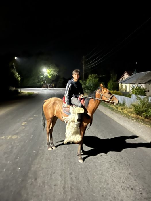 Продам коня англо дончак