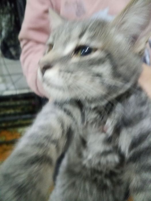 Кошка 2 с имени           энис и янис