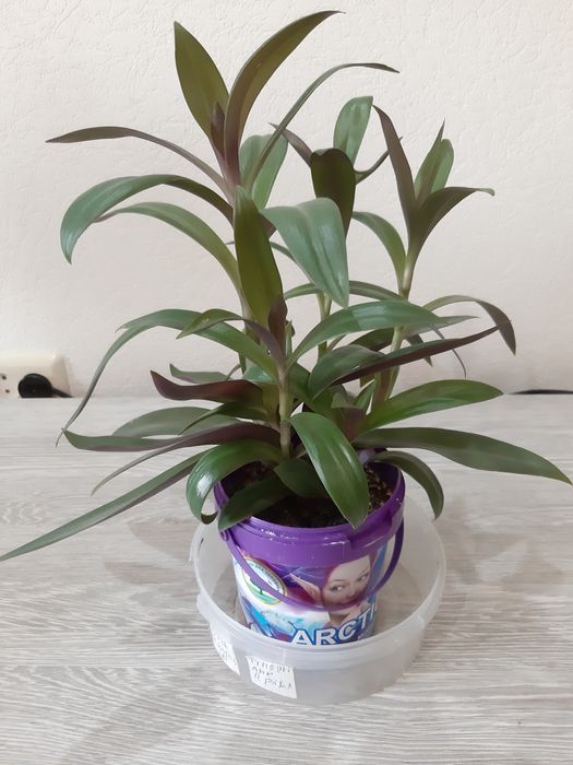 Комнатные цветы по 2000 тг