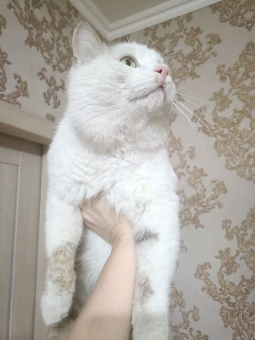 Отдам молодого котика