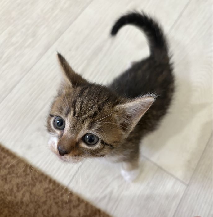 Милые котёнок в добрые руки