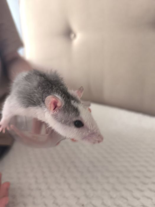 Продам крыс. Чистые ухоженные.