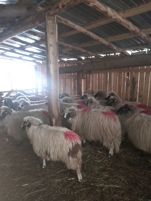 Disponibile 21 de oi