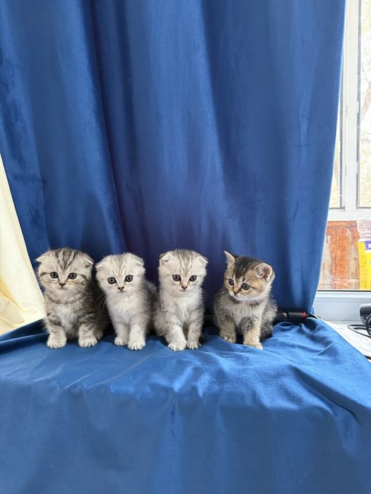 Продаются котята